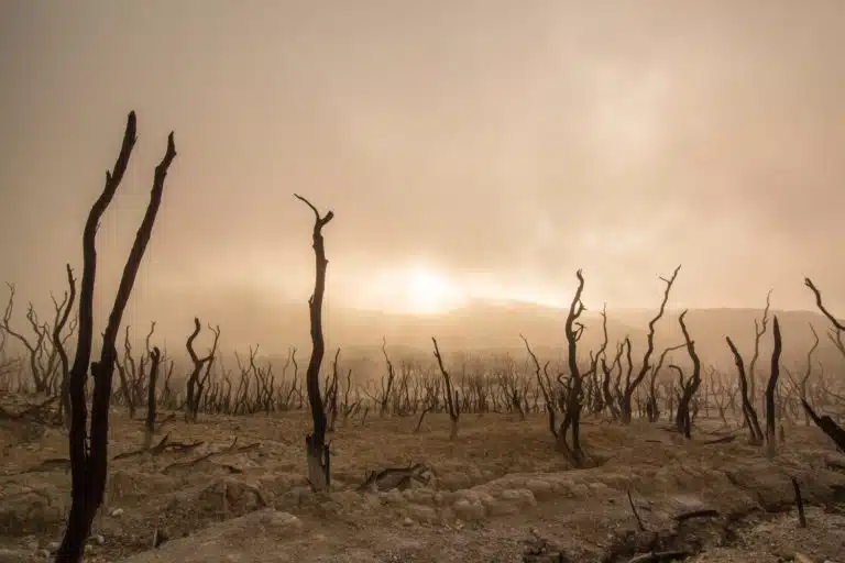 July 15: Day of Remembrance for Climate Disaster Victims